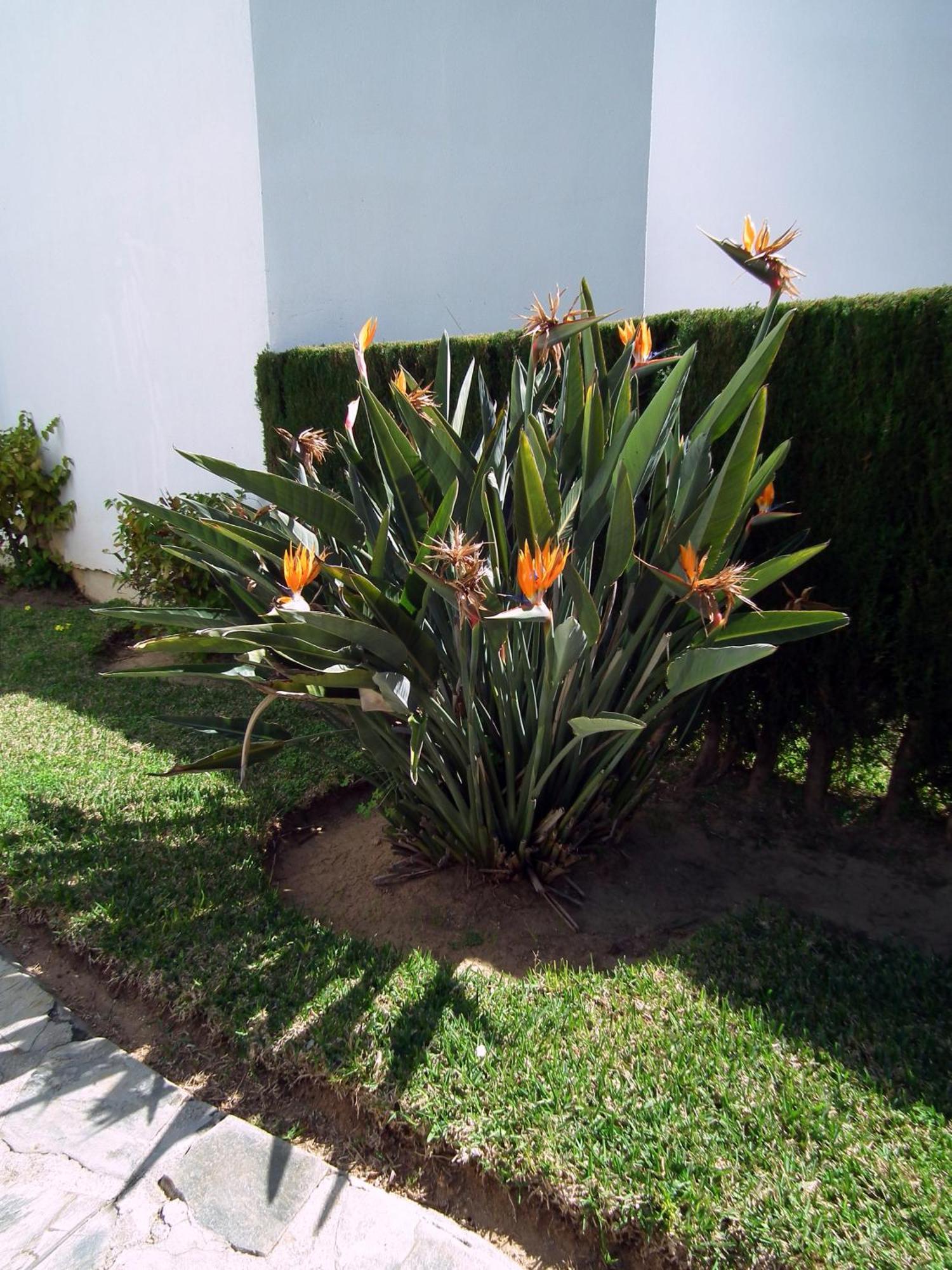 Apartamento Nerja Playa Burriana Eksteriør billede